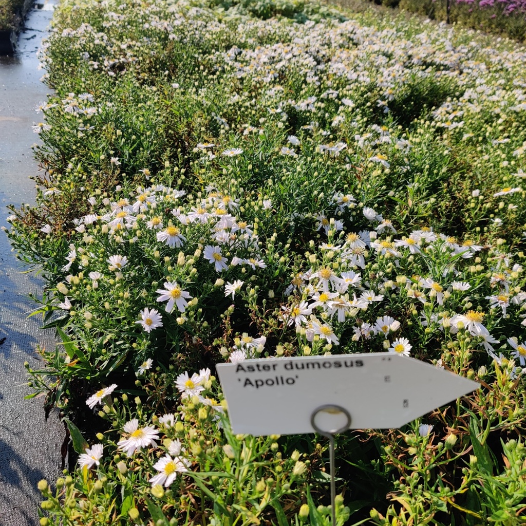 [ASTDAPOLL] ASTER DUMOSUS 'APOLLO' (Pot 9 cm)