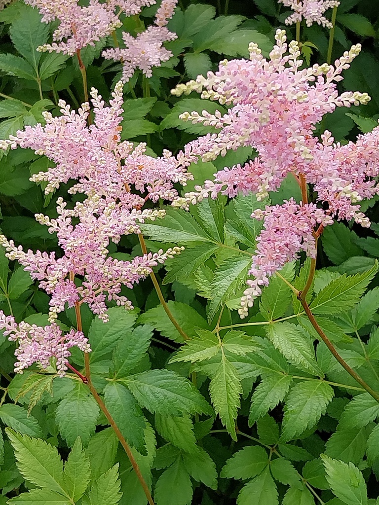 ASTILBE JAPONICA 'EUROPA'