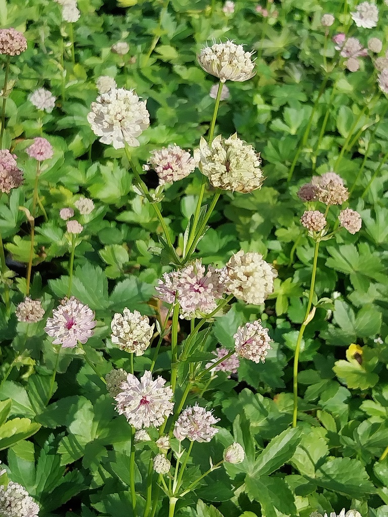 [ASTMAJ] ASTRANTIA MAJOR (Pot 9 cm)