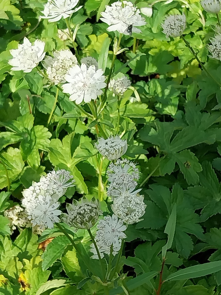 [ASTMSU] ASTRANTIA MAJOR 'SUPERSTAR' (WHITE GIANT) (Pot 9 cm)
