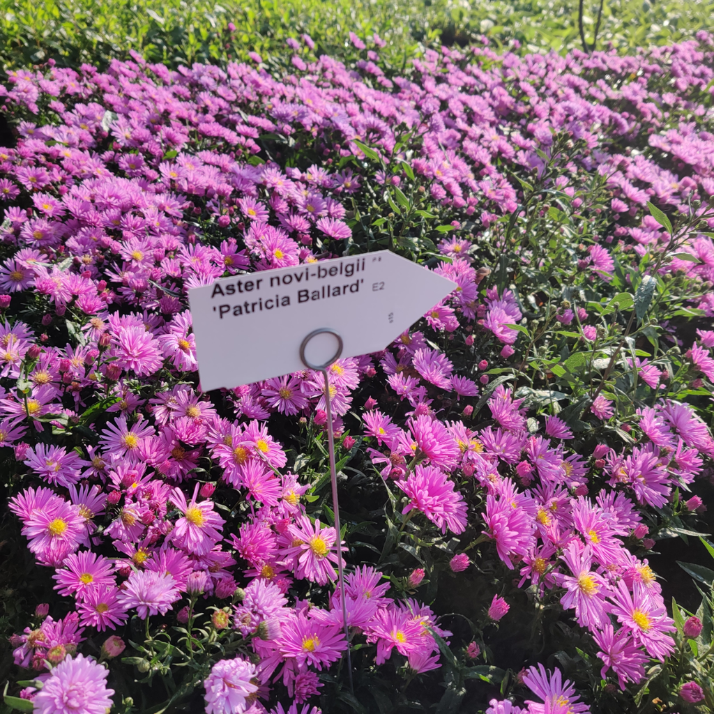[ASTNPB] ASTER NOVI-BELGII 'PATRICIA BALLARD' (Pot 9 cm)