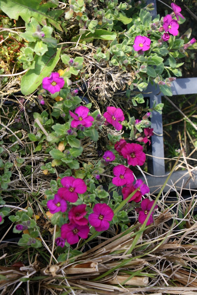 [AUBHCR] AUBRIETA HYBRIDE 'CASCADE RED' (Pot 9 cm)