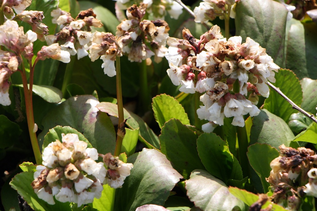 [BERCSNOWT] BERGENIA HYBRIDE 'SNOWTIME' (Pot 9 cm)