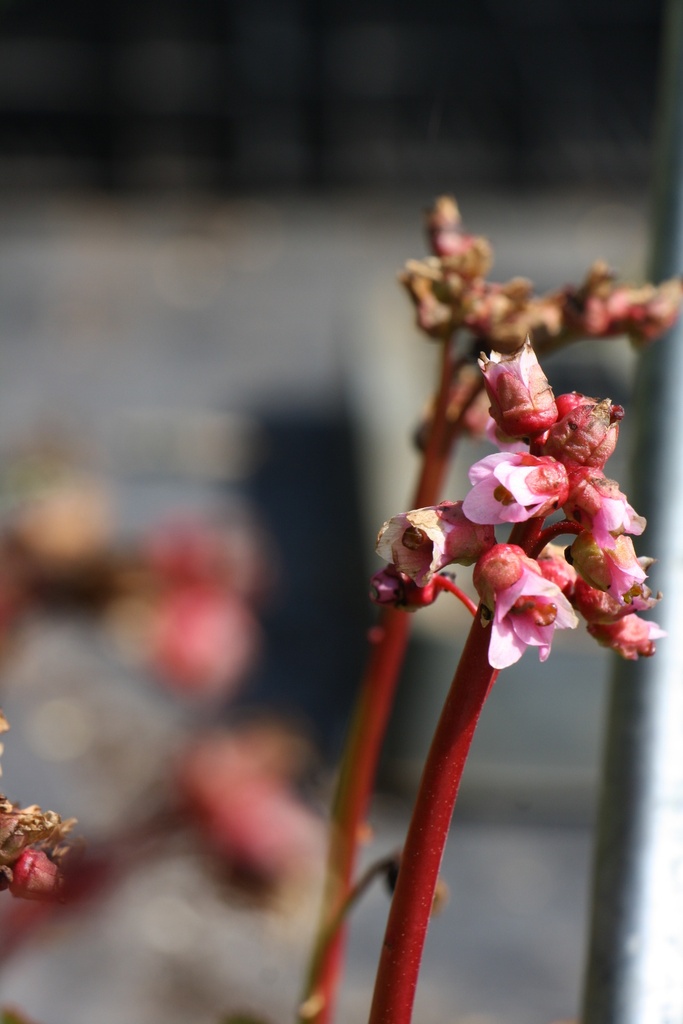 [BERHBD] BERGENIA HYBRIDE 'BABY DOLL' (Pot 9 cm)