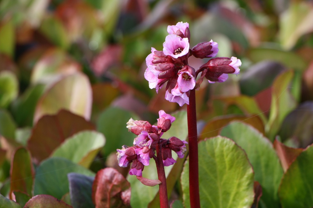 BERGENIA HYBRIDE 'ROTBLUM'