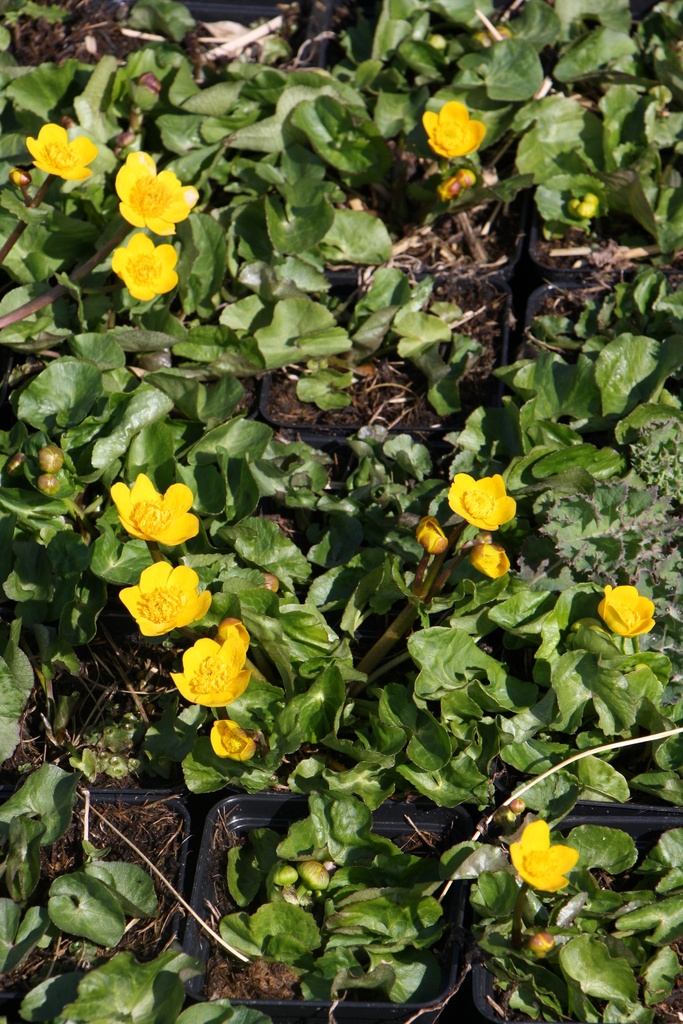 [CALPAL] CALTHA PALUSTRIS (Pot 9 cm)
