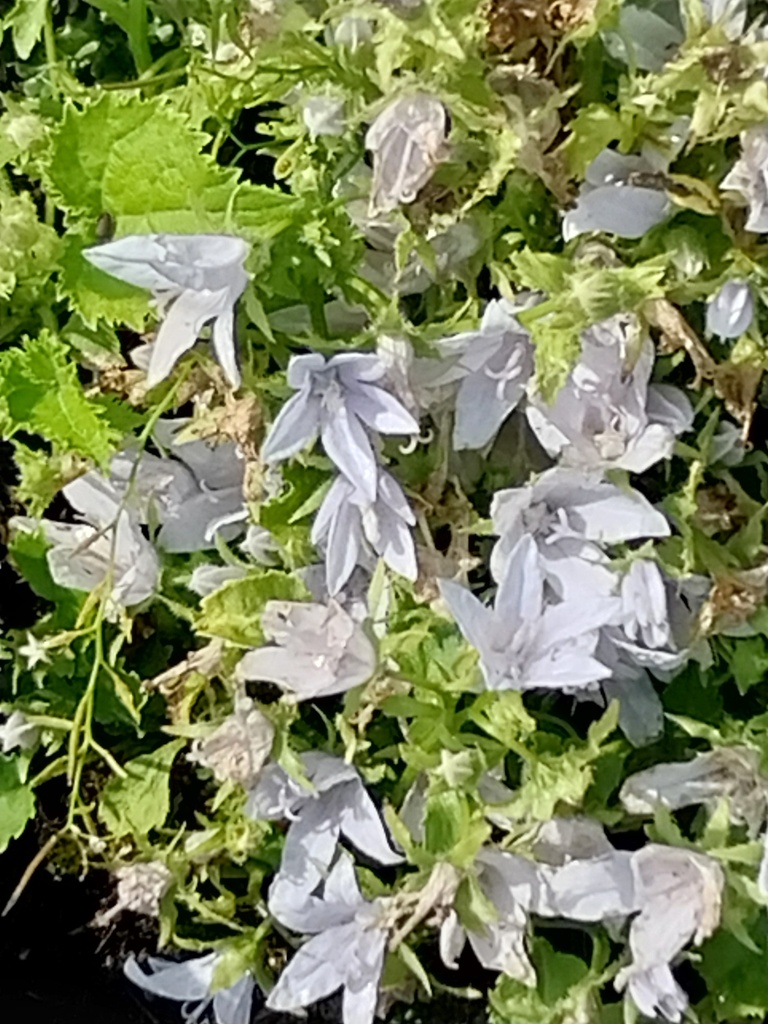 [CAMPEF] CAMPANULA POSCHARSKYANA 'E.H. FROST' (Pot 9 cm)