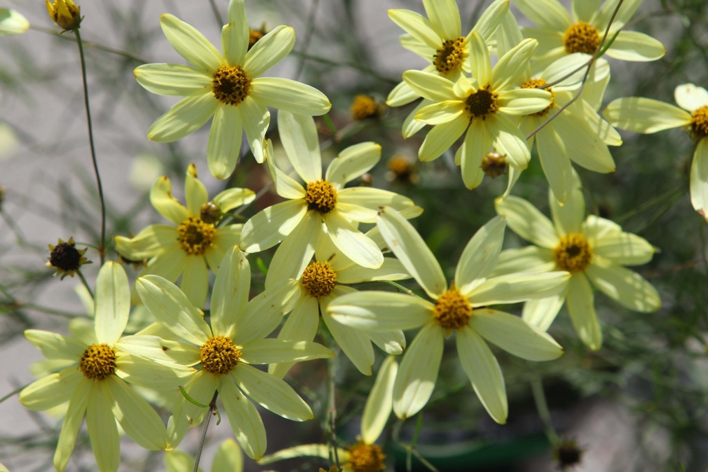 COREOPSIS VERTICILLATA 'MOONBEAM'