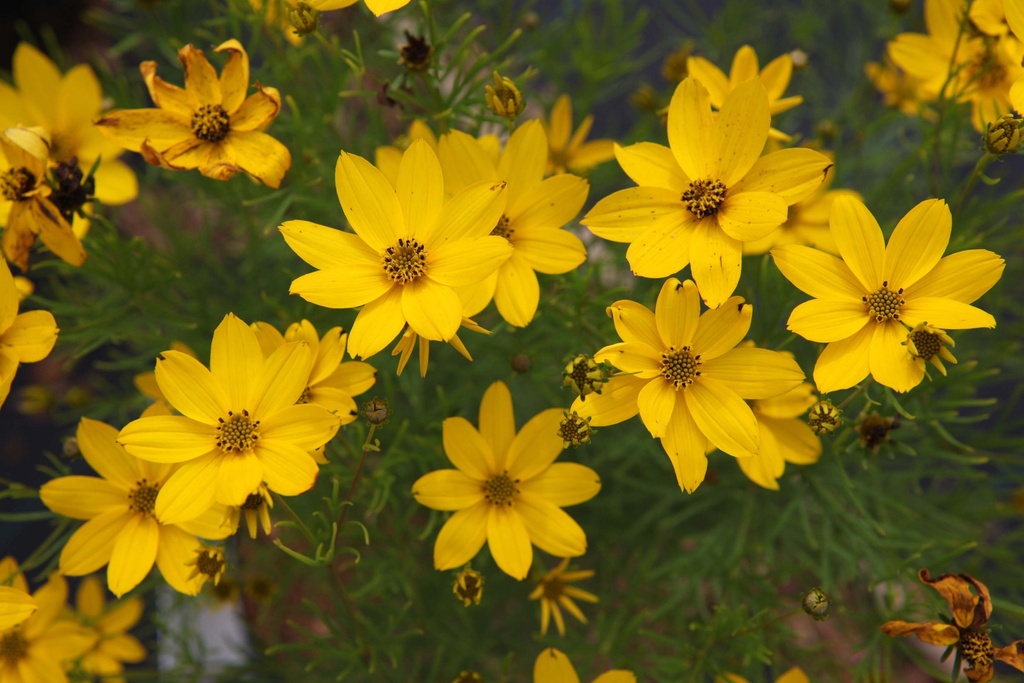 [CORVZA] COREOPSIS VERTICILLATA 'ZAGREB' (Pot 9 cm)