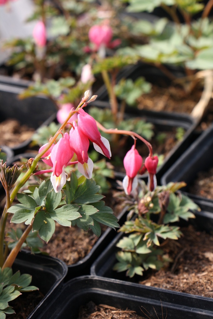[DICSPE] DICENTRA SPECTABILIS (Pot 9 cm)