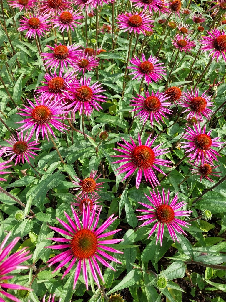 ECHINACEA PURPUREA 'PICA BELLA'