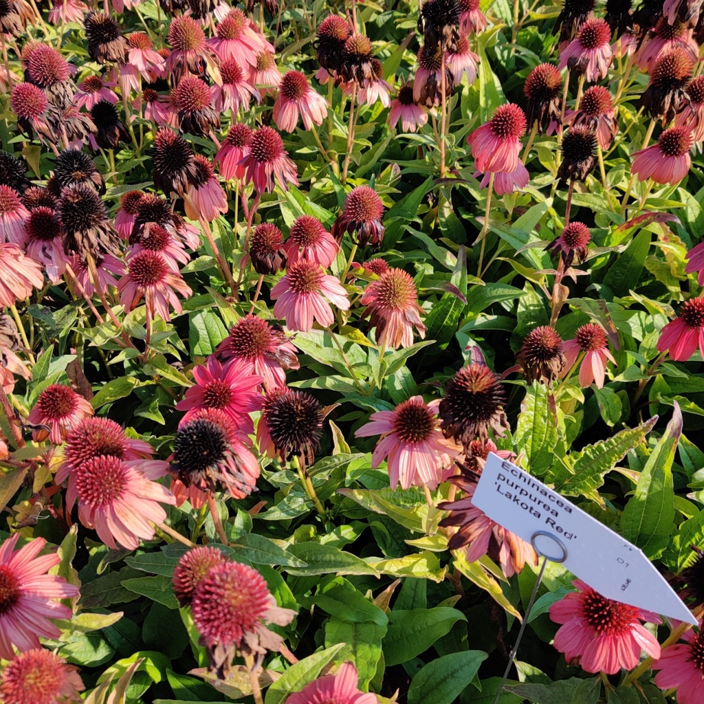 [ECHPLRED] ECHINACEA PURPUREA 'LAKOTA RED'