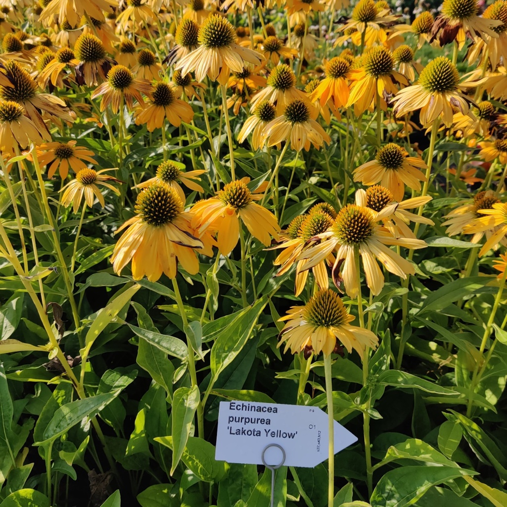 [ECHPLYELL] ECHINACEA PURPUREA 'LAKOTA YELLOW'