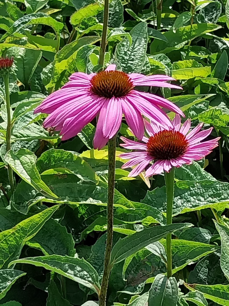 ECHINACEA PURPUREA 'MAGNUS'