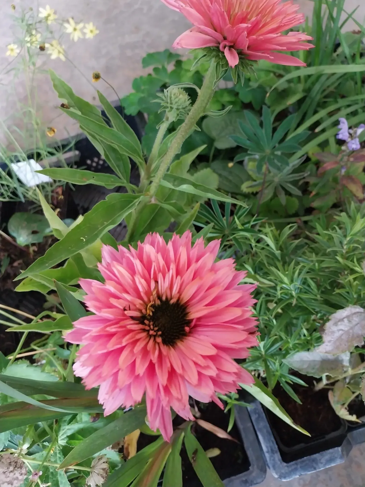 [ECHPSSA] ECHINACEA PURPUREA 'SUNSEEKERS SALMON'