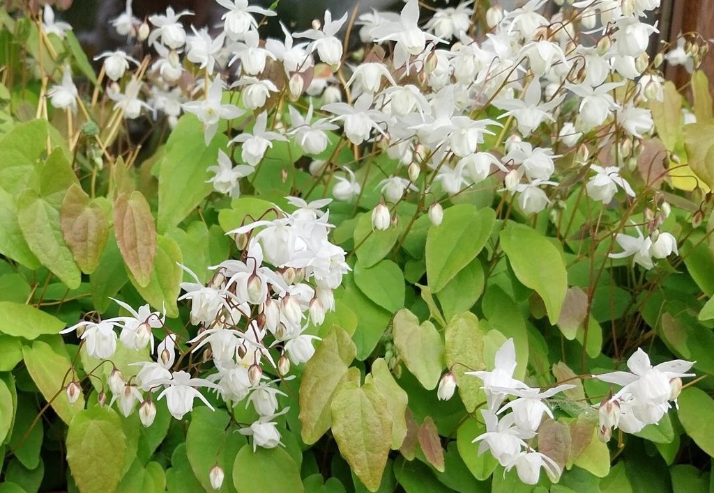 EPIMEDIUM YOUNGIANUM 'NIVEUM'