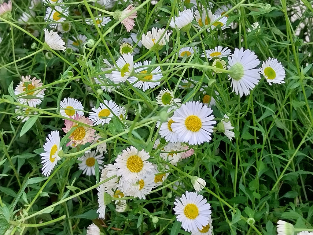 ERIGERON KARVINSKIANUS