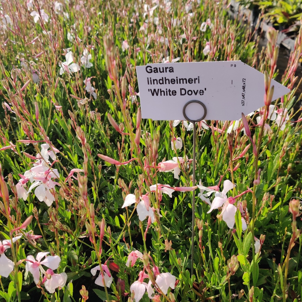 GAURA LINDHEIMERI 'WHITE DOVE'