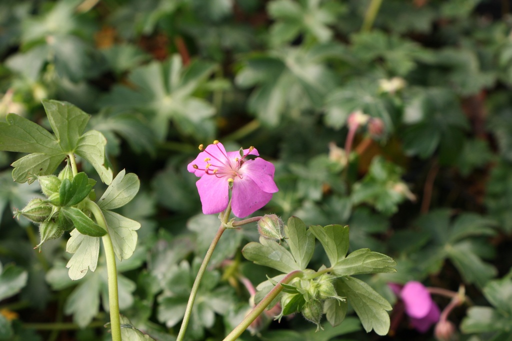 GERANIUM CANTABRIGIENSE 'BERGGARTEN'