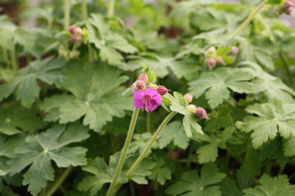 GERANIUM MACRORRHIZUM