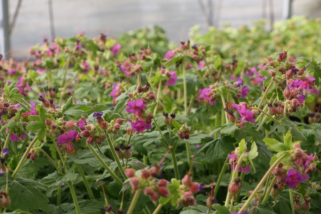 GERANIUM MACRORRHIZUM 'CZAKOR'