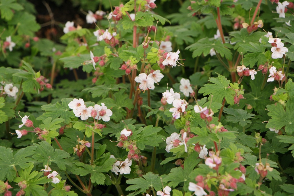 GERANIUM MACRORRHIZUM 'GERANIMO WHITE' PBR