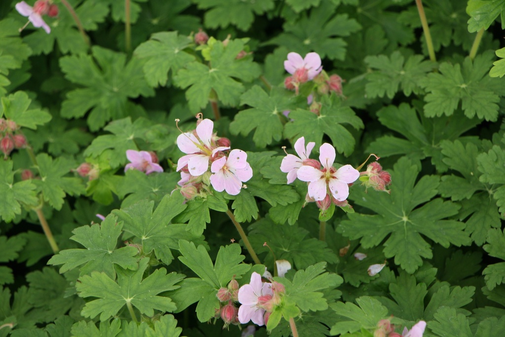 GERANIUM MACRORRHIZUM 'INGWERSEN'S VARIETY'