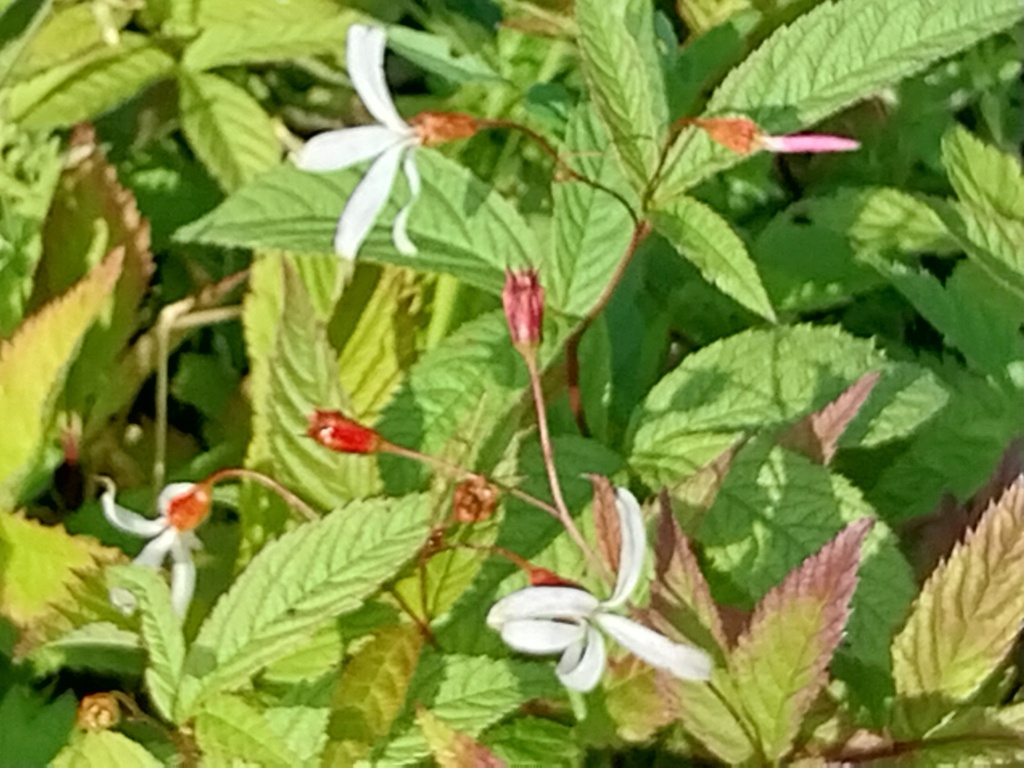 [GILTRI] GILLENIA TRIFOLIATA