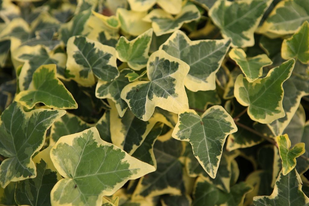 [HEDGOL] HEDERA HELIX 'GOLDCHILD' (Pot 9 cm)