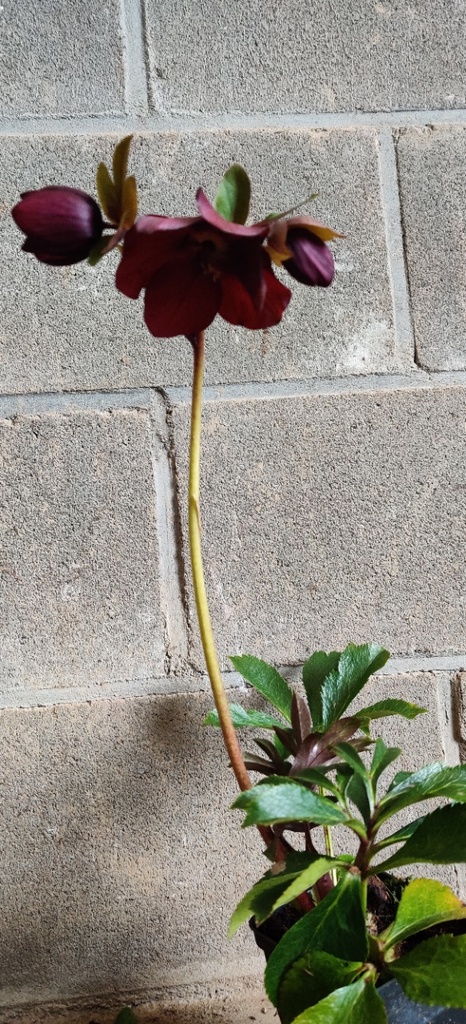 [HELORL] HELLEBORUS ORIENTALIS 'RED LADY' (Pot 9 cm)