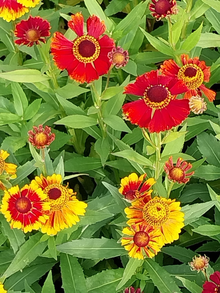 [HELRSHADE] HELENIUM AUTUMNALE 'HELENA RED SHADES'