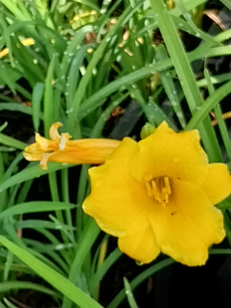 HEMEROCALLIS HYBRIDE 'STELLA DE ORO'
