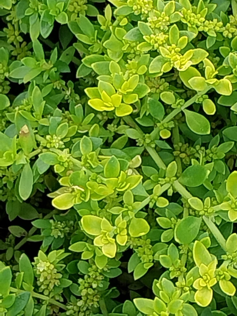 [HERGLA] HERNIARIA GLABRA (Pot 9 cm)