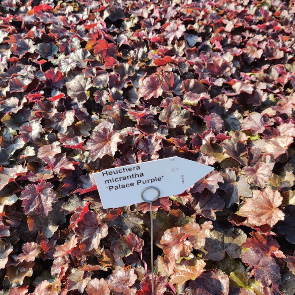 [HEUMPP] HEUCHERA MICRANTHA 'PALACE PURPLE'