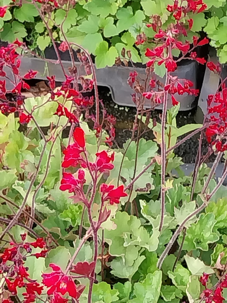 [HEUSRBELL] HEUCHERA SANGUINEA 'RUBY BELLS' (Pot 9 cm)