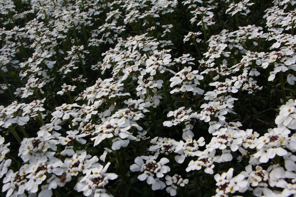 IBERIS SEMPERVIRENS 'SCHNEEFLOCKE' (SNOWFLAKE)