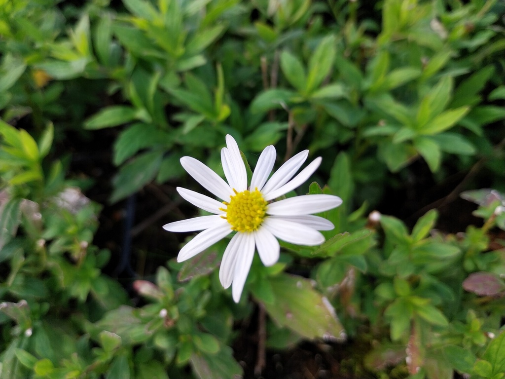 [KALIAL] KALIMERIS INCISA 'ALBA'