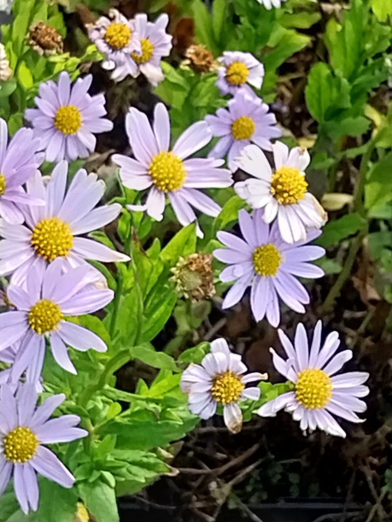 [KALIBS] KALIMERIS INCISA 'BLUE STAR' (Pot 9 cm)