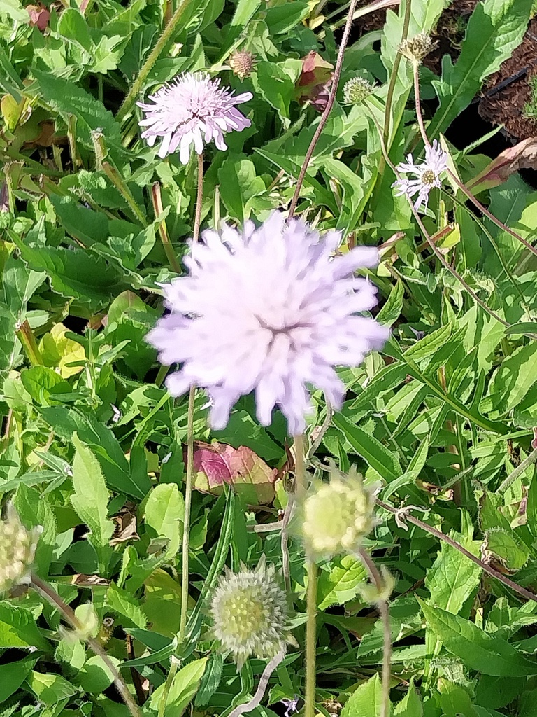 [KNAARV] KNAUTIA ARVENSIS (Pot 9 cm)