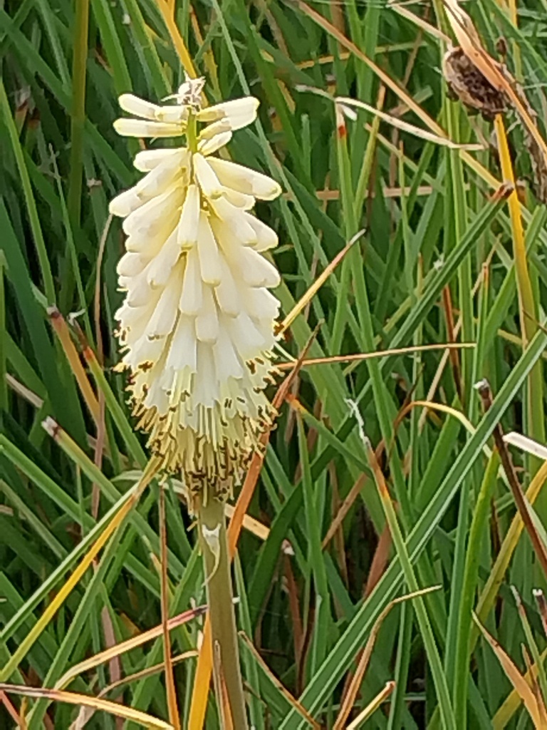 KNIPHOFIA CITRINA