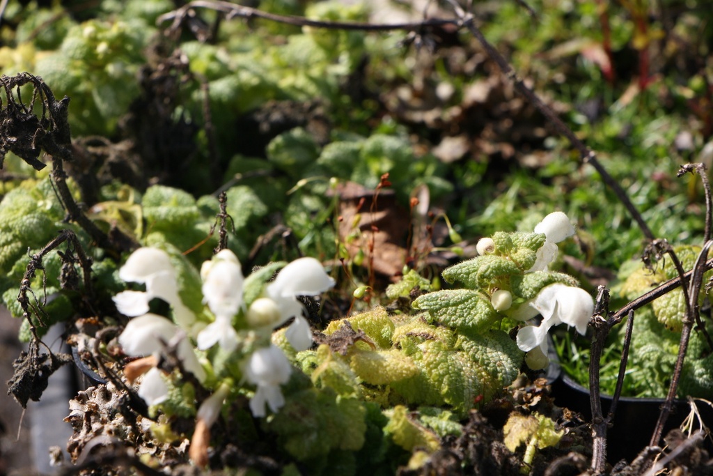 [LAMMAL] LAMIUM MACULATUM 'ALBUM' (Pot 9 cm)