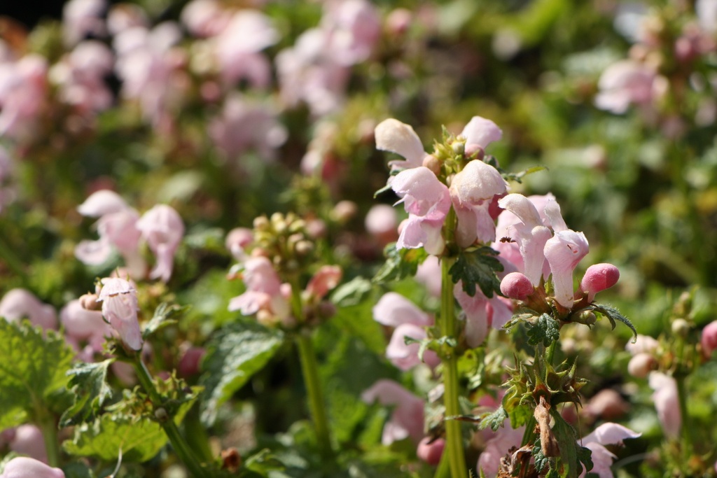LAMIUM MACULATUM 'PINK PEWTER'