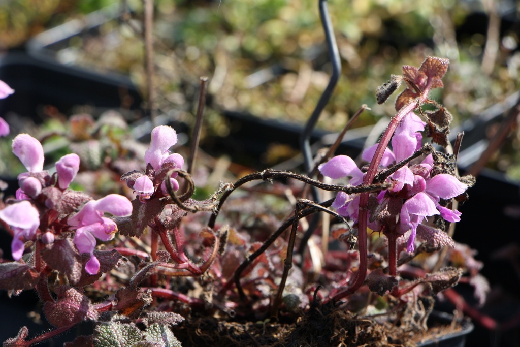 [LAMMRO] LAMIUM MACULATUM 'ROSEUM' (Pot 9 cm)