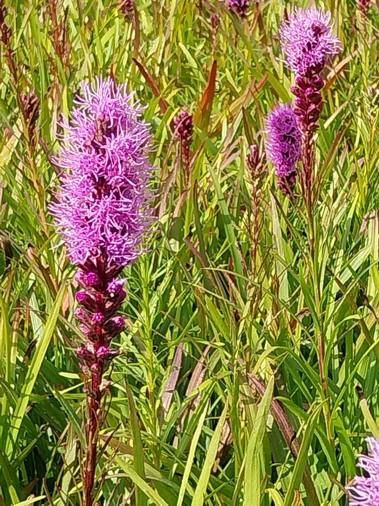 [LIASFV] LIATRIS SPICATA 'FLORISTAN VIOLETT' (Pot 9 cm)