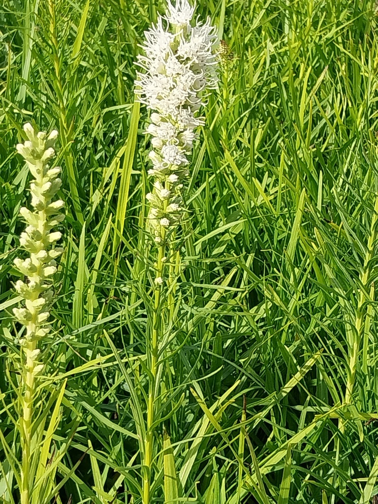 [LIASFW] LIATRIS SPICATA 'FLORISTAN WEISS' (Pot 9 cm)