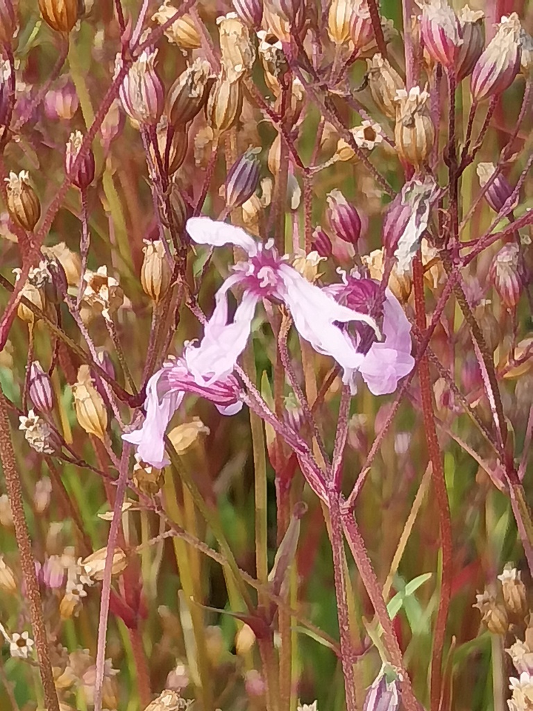 LYCHNIS FLOS-CUCULI