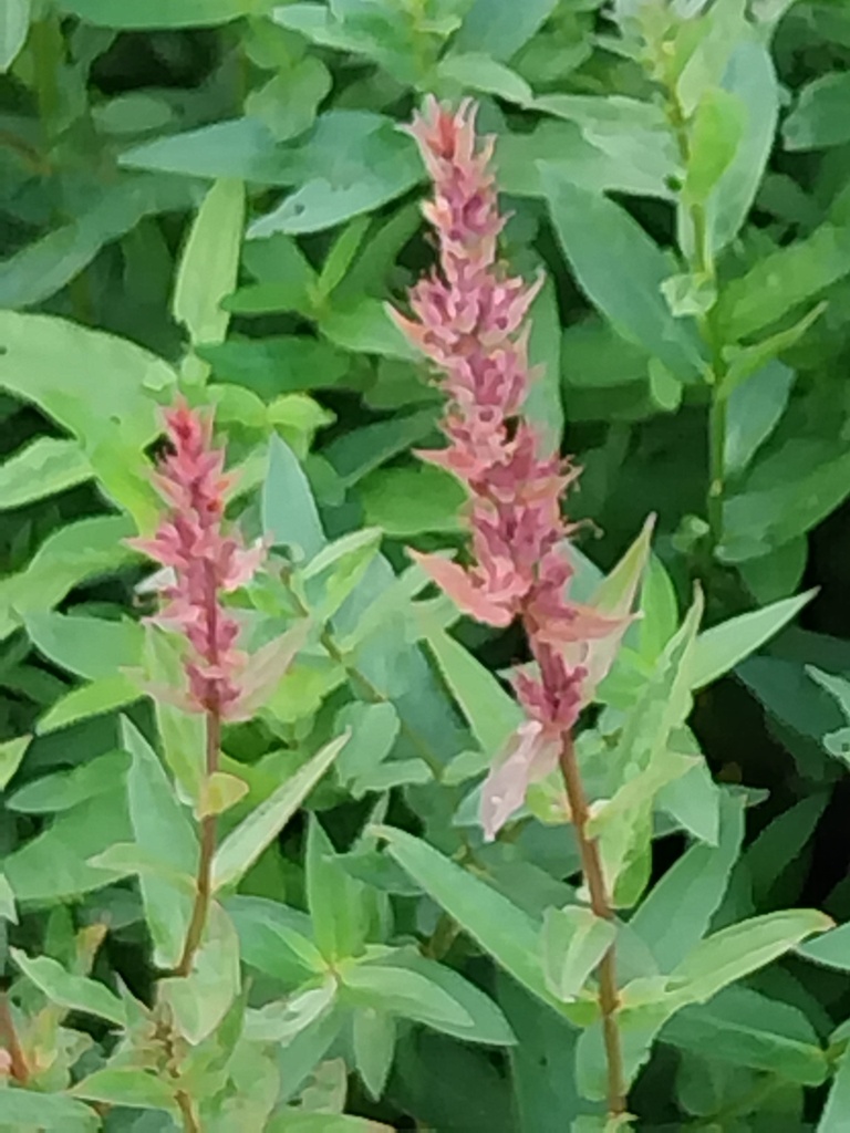 LYTHRUM SALICARIA