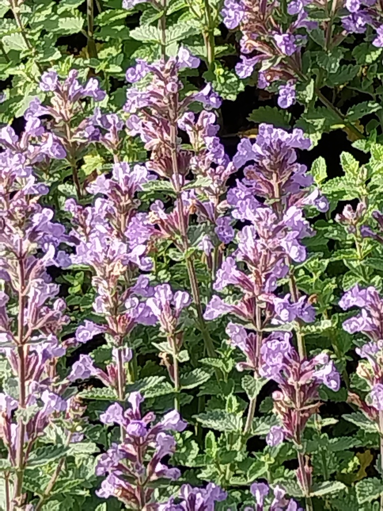 [NEPFPB] NEPETA FAASSENII 'PURRSIAN BLUE' (Pot 9 cm)