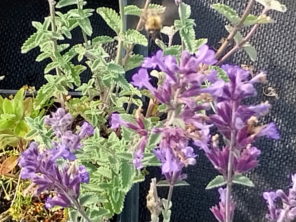 [NEPFWL] NEPETA FAASSENII 'WALKER'S LOW' (Pot 9 cm)