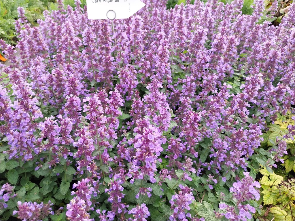 [NEPHCP] NEPETA HYBRIDE 'CAT'S PAJAMAS'